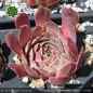 Preview: Sempervivum heuffelii 'Labda'