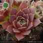 Preview: Sempervivum heuffelii 'Layla'