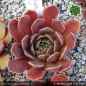 Preview: Sempervivum heuffelii 'Layla'