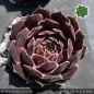 Preview: Sempervivum heuffelii 'Lila Lu'