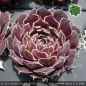 Preview: Sempervivum heuffelii 'Lila Lu'