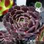 Preview: Sempervivum heuffelii 'Lila Lu'