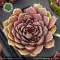 Preview: Sempervivum heuffelii 'Liliputaner'