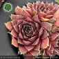Preview: Sempervivum heuffelii 'Liliputaner'