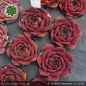 Preview: Sempervivum heuffelii 'Limesturm'