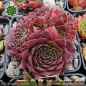 Preview: Sempervivum heuffelii 'Limesturm'