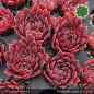 Preview: Sempervivum heuffelii 'Lorelei'