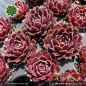 Preview: Sempervivum heuffelii 'Lorelei'