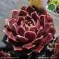 Preview: Sempervivum heuffelii 'Lorelei'