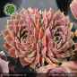 Preview: Sempervivum heuffelii 'Luca'