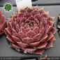 Preview: Sempervivum heuffelii 'Luca'