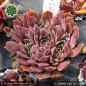 Preview: Sempervivum heuffelii 'Luca'