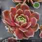 Preview: Sempervivum heuffelii 'Maddox'