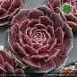 Preview: Sempervivum heuffelii 'Merenptah'