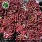 Preview: Sempervivum heuffelii 'Mirzam'
