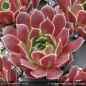 Preview: Sempervivum heuffelii 'Movie Star'