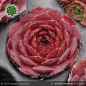 Preview: Sempervivum heuffelii 'Mystique'