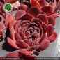 Preview: Sempervivum heuffelii 'Mystique'