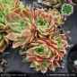 Preview: Sempervivum heuffelii 'Neanias'