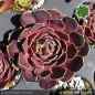 Preview: Sempervivum heuffelii 'Parel'