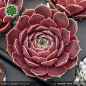 Preview: Sempervivum heuffelii 'Parel'
