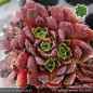 Preview: Sempervivum heuffelii 'Persiana'