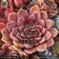 Preview: Sempervivum heuffelii 'Pink Star'
