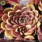 Preview: Sempervivum heuffelii 'Pink Star'