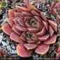Preview: Sempervivum heuffelii 'Pink Star'