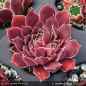 Preview: Sempervivum heuffelii 'Pontos'