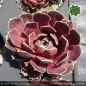 Preview: Sempervivum heuffelii 'Prostali'