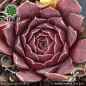 Preview: Sempervivum heuffelii 'Prostali'