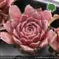 Preview: Sempervivum heuffelii 'Prostali'