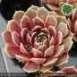 Preview: Sempervivum heuffelii 'Purple Haze'