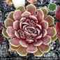Preview: Sempervivum heuffelii 'Purple Haze'
