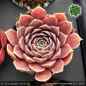 Preview: Sempervivum heuffelii 'Purple Haze'