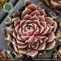 Preview: Sempervivum heuffelii 'Purple Haze'