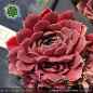 Preview: Sempervivum heuffelii 'Purple Heide'