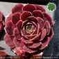 Preview: Sempervivum heuffelii 'Red Caro'