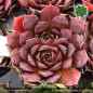 Preview: Sempervivum heuffelii 'Red Grace'