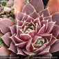 Preview: Sempervivum heuffelii 'Rhapsody'
