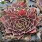 Preview: Sempervivum heuffelii 'Rhapsody'