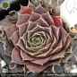 Preview: Sempervivum heuffelii 'Rhapsody'