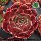 Preview: Sempervivum heuffelii 'Rosenkönig'