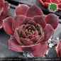 Preview: Sempervivum heuffelii 'Rosentraum'