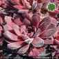Preview: Sempervivum heuffelii 'Samtrobe'