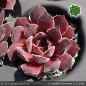 Preview: Sempervivum heuffelii 'Samtrobe'