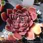 Preview: Sempervivum heuffelii 'Samurai'