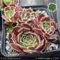 Preview: Sempervivum heuffelii 'Sarigan'