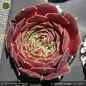 Preview: Sempervivum heuffelii 'Sarigan'